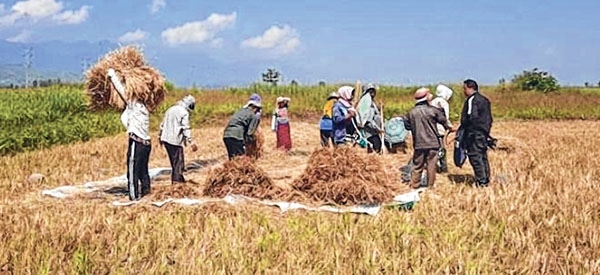 Paddy harvesting kicks off under security cover - The Sangai Express ...