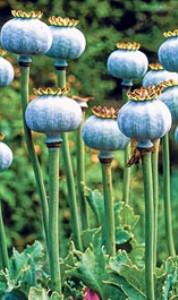 CM pledges action against poppy growers